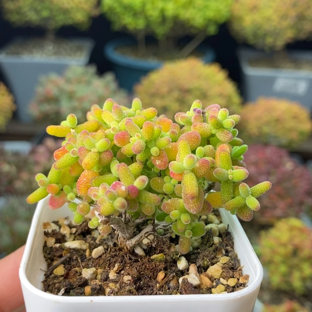 1340蜜橘糖球 。