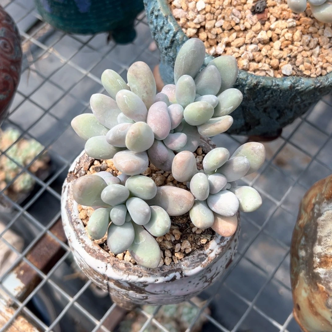 无花朵象牙奶酪111111111