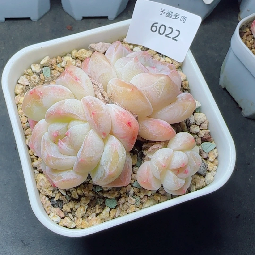太妃糖，6022多肉植物