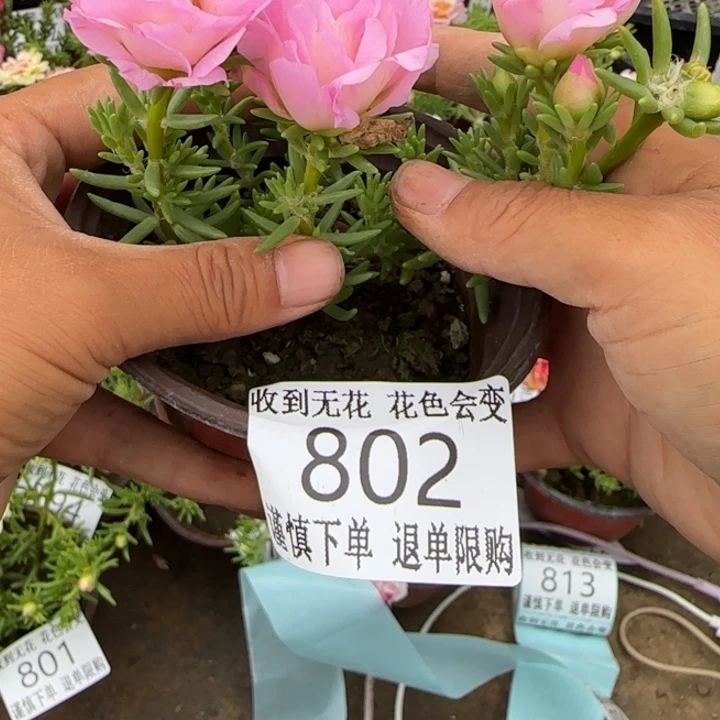 无花朵802超小苗盆口10cm