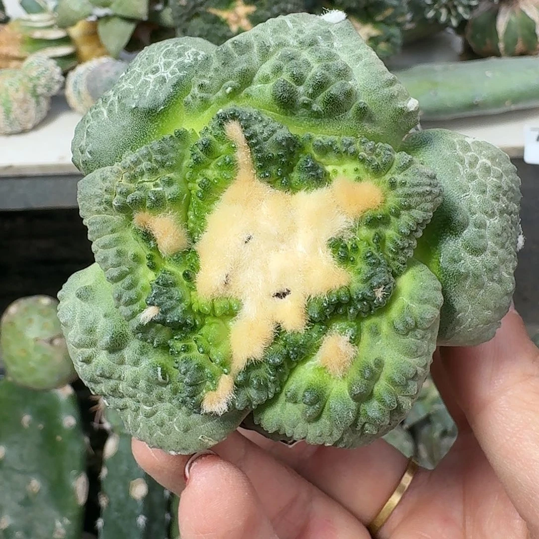 全部花朵大尤哥怒691
