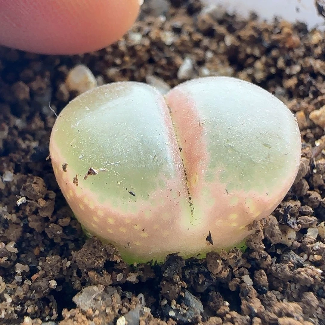 用****6脱土发货哦24886