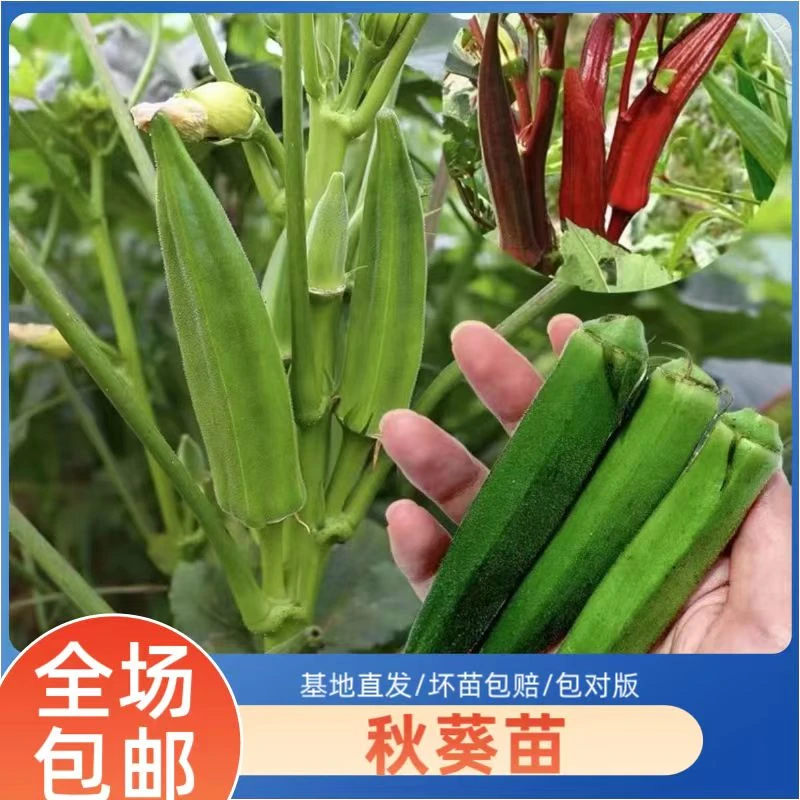 超嫩水果秋葵苗秧红秋葵种子四季盆栽阳台庭院高产带土球穴盘