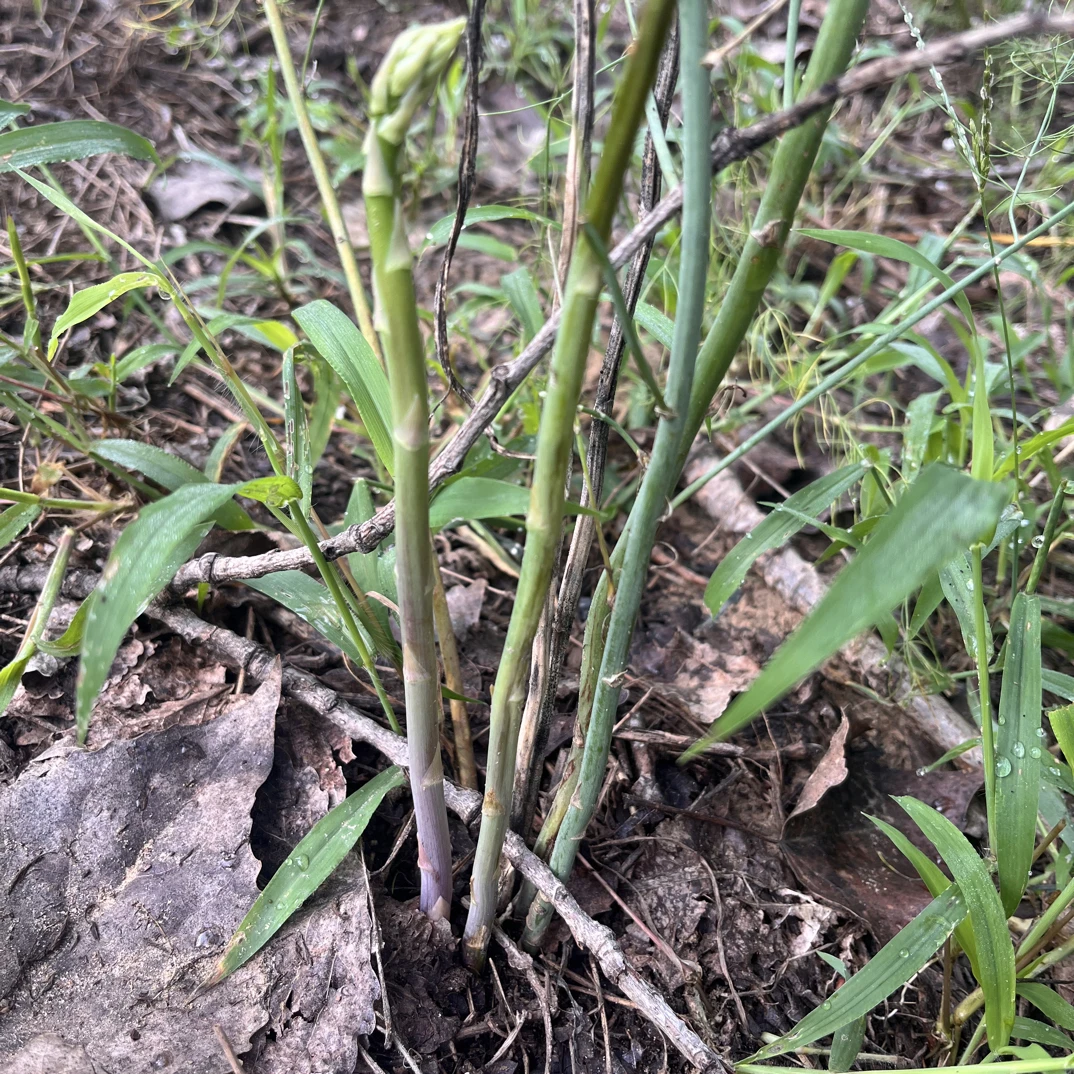 野生芦笋根现挖现发