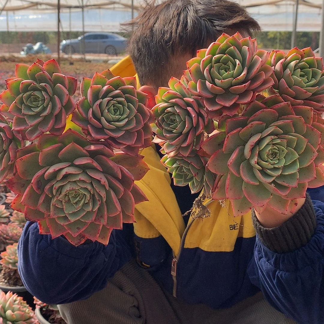 外播多肉 4头起贝拉多娜9.9两颗