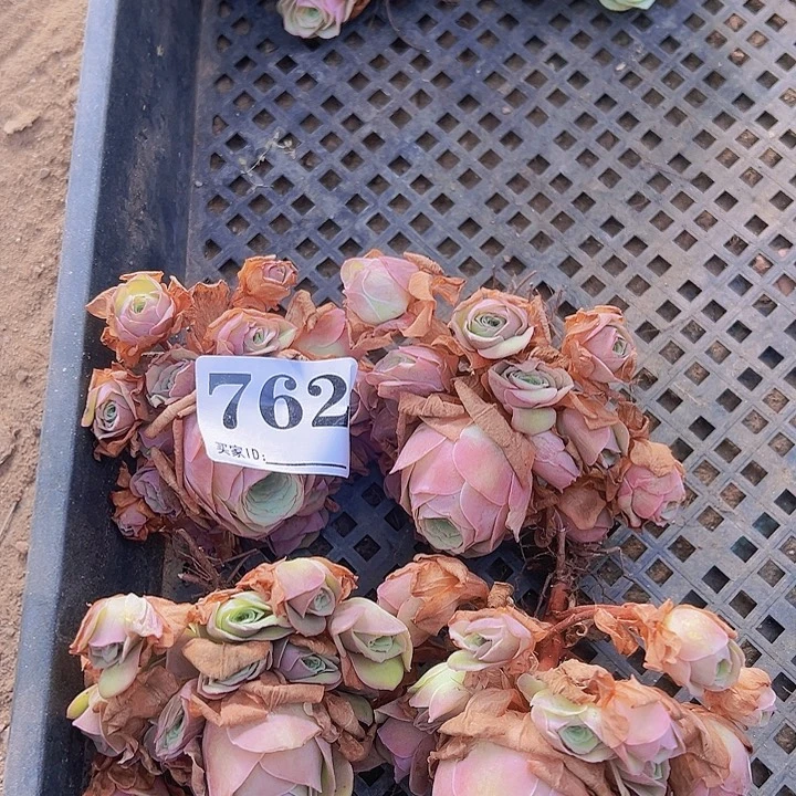 762一物一拍卡罗琳4颗
