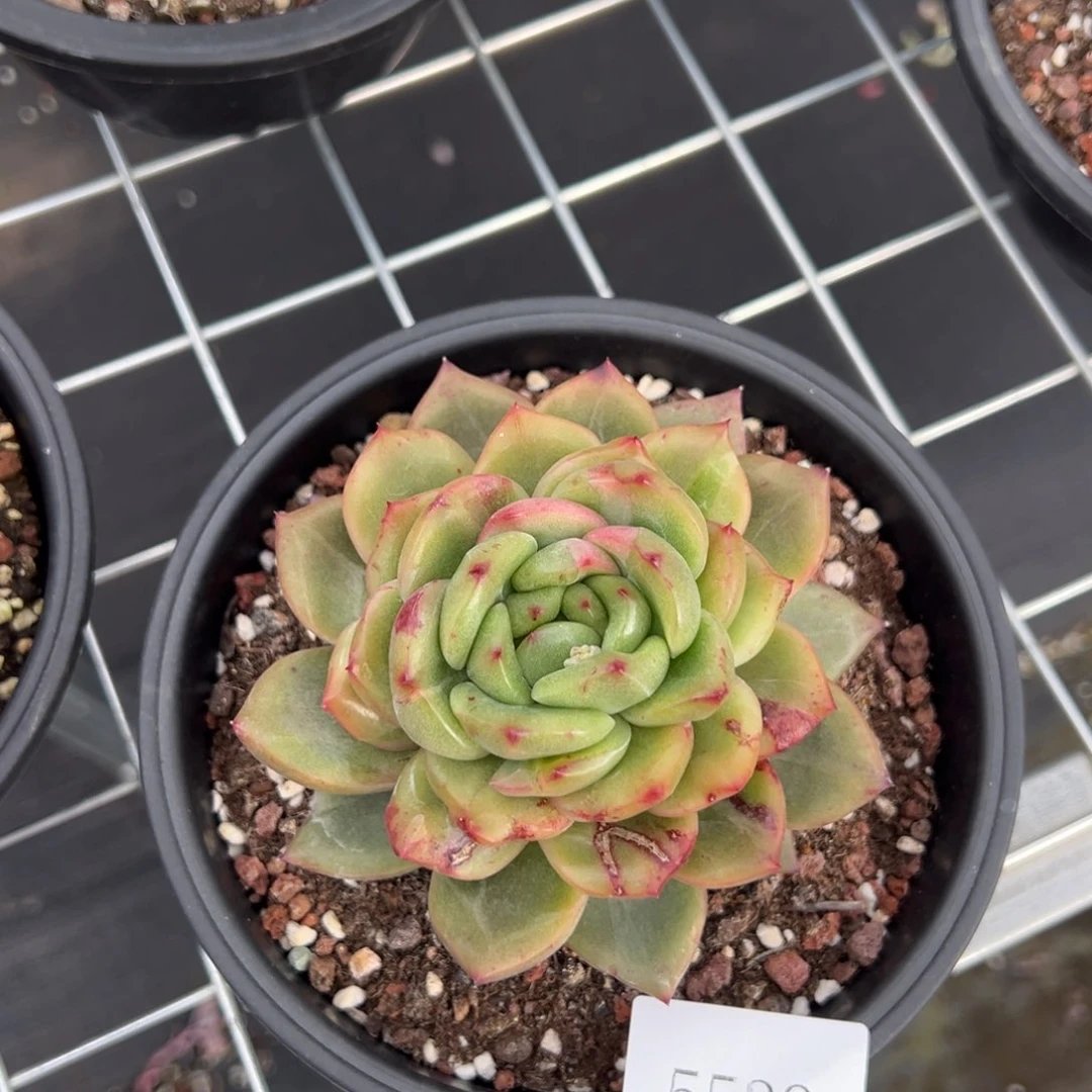 拔**糖5539肉肉肉肉肉肉肉肉