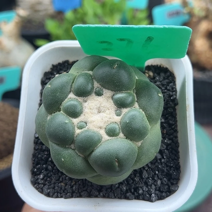 泰系实生无刺象牙