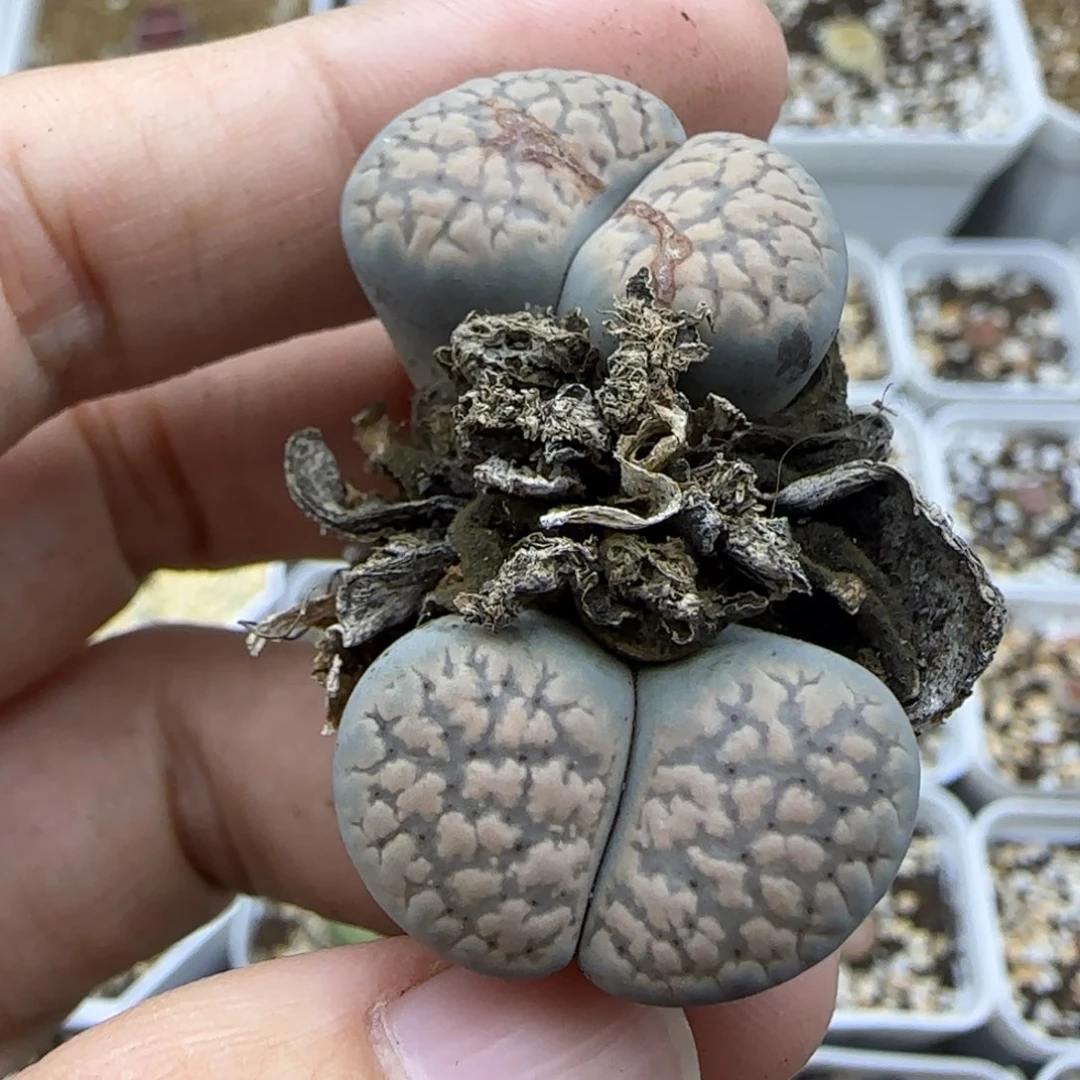 575双头朝贡清框福利30包邮