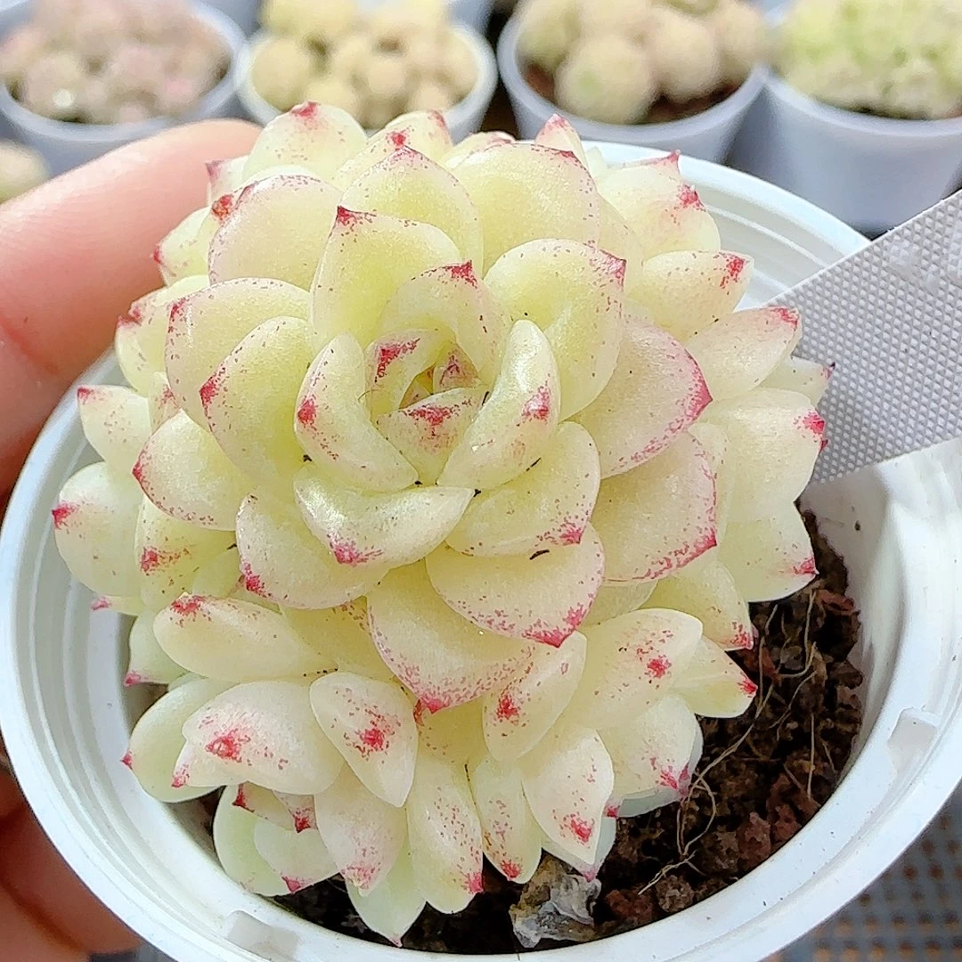 1224-3（xx-66）优选