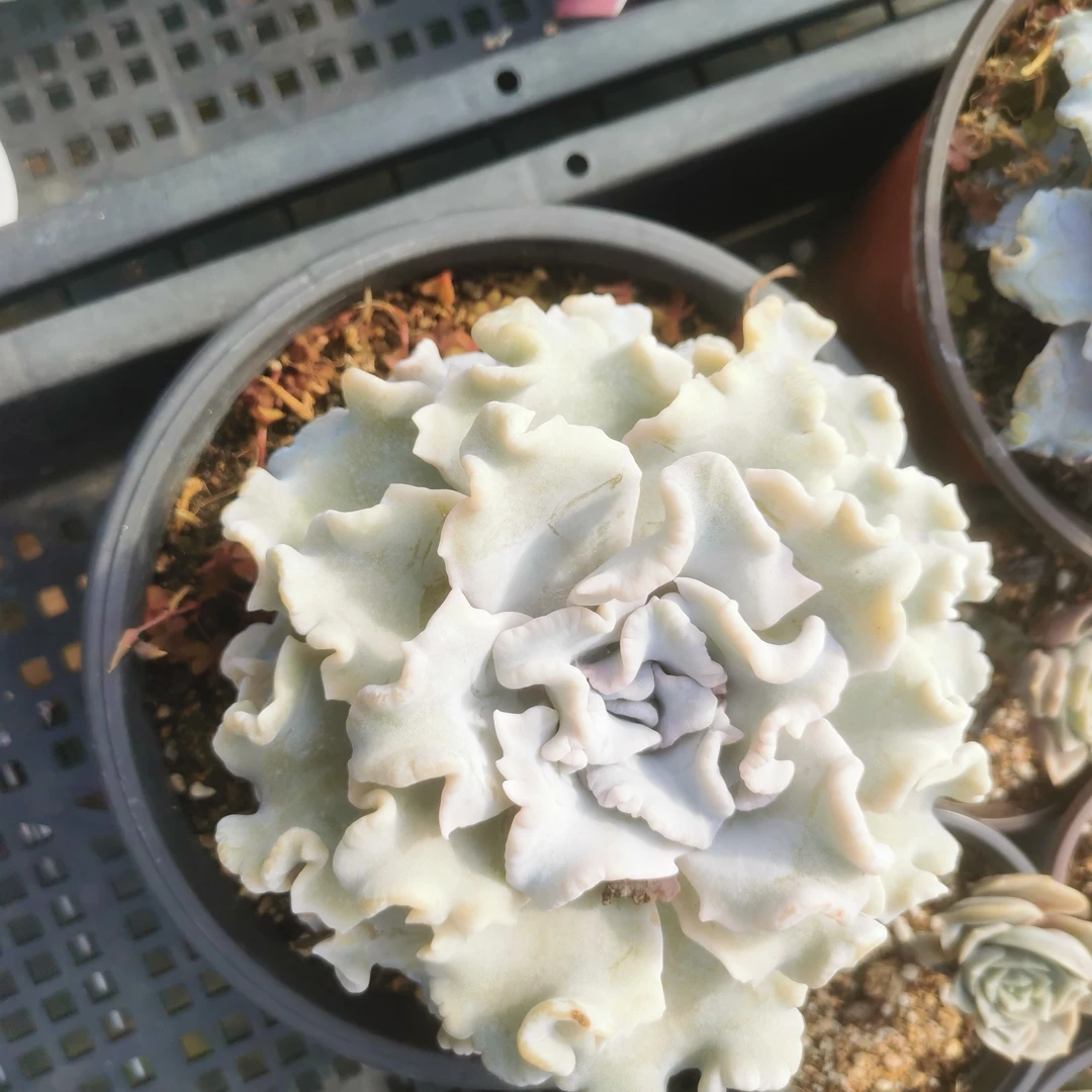 白饺子皮多肉植物多肉植物（巧克力专属）