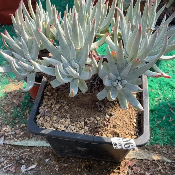 65号奥罗拉多肉植物