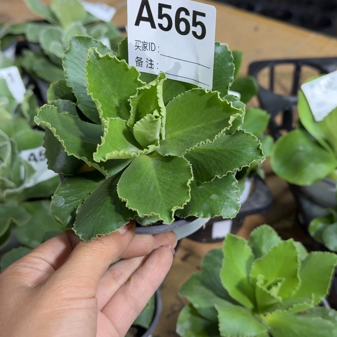 奔**风一物一拍  耳叶A565