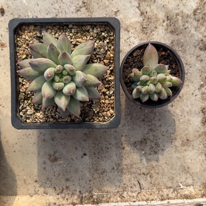 美人杂交 一物一拍