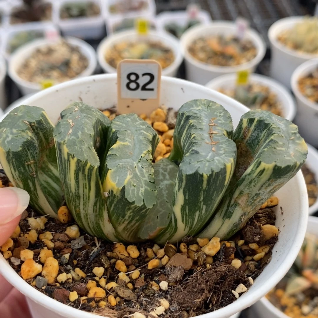 82北斋玉扇锦一物一拍