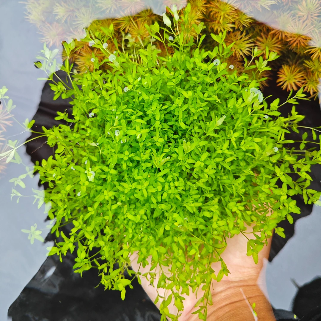 【日本高珍珠两坨装】无需光照阴性水草坨草增氧淡水鱼缸造景水草