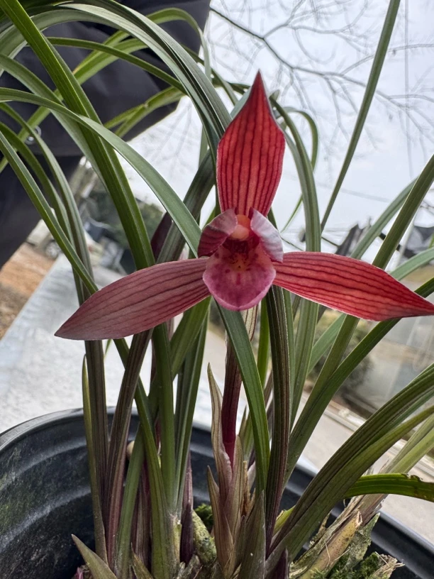 兰花春兰春剑蕙兰莲瓣兰送春一物一拍