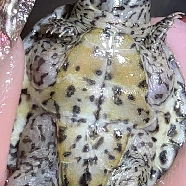 不分公母蛋龟H6全品满纹黑刀