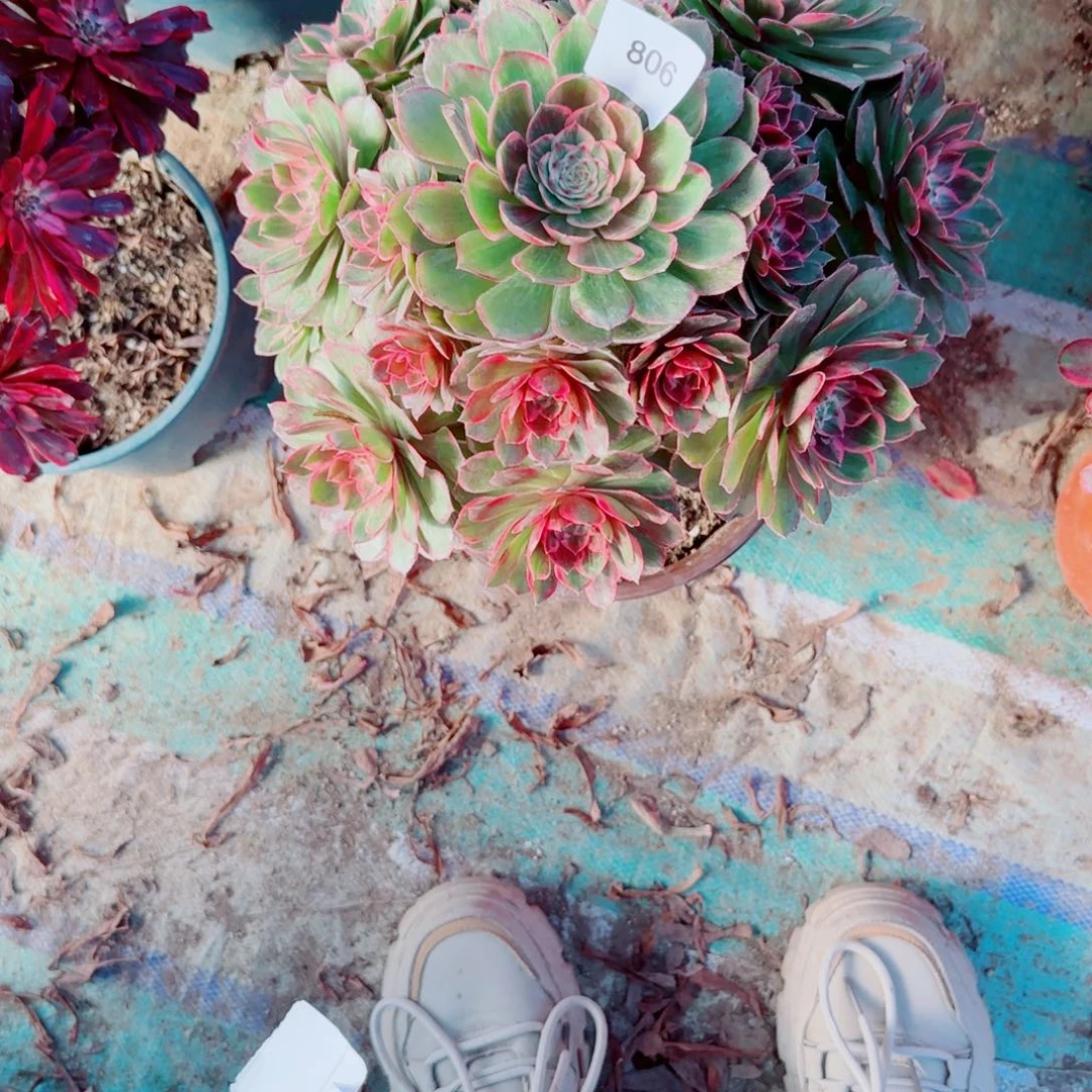 ?粉花妖法师多肉806