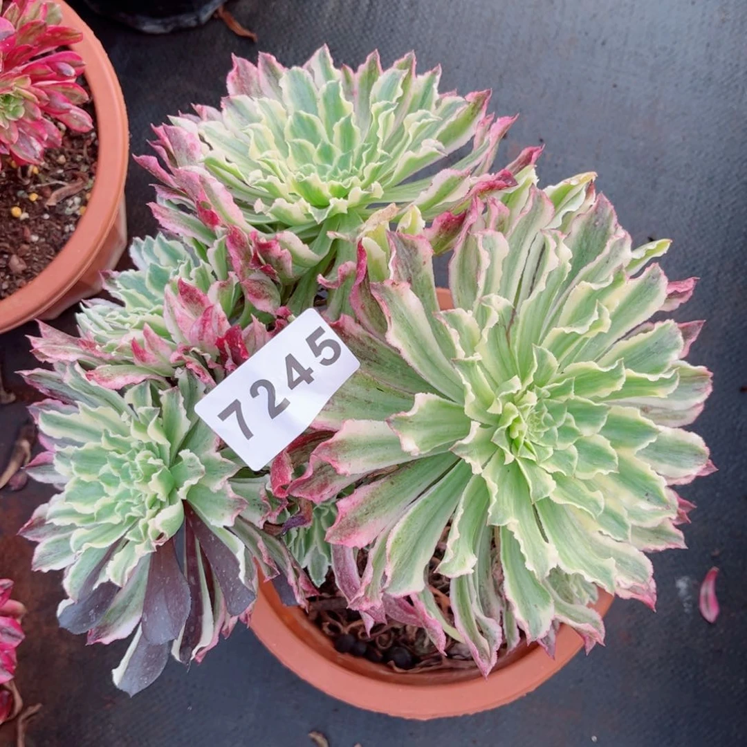 云翠多肉不售后发货