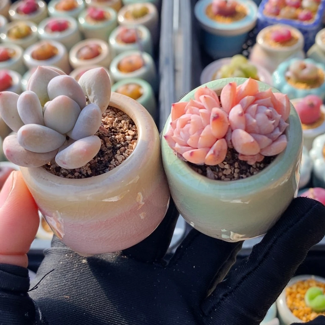 5316--一物一拍 带盆