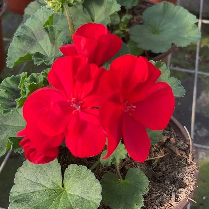 完全开放红丝绒福利款