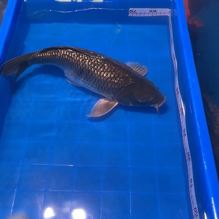 锦鲤锦鲤高被茶荷包1条