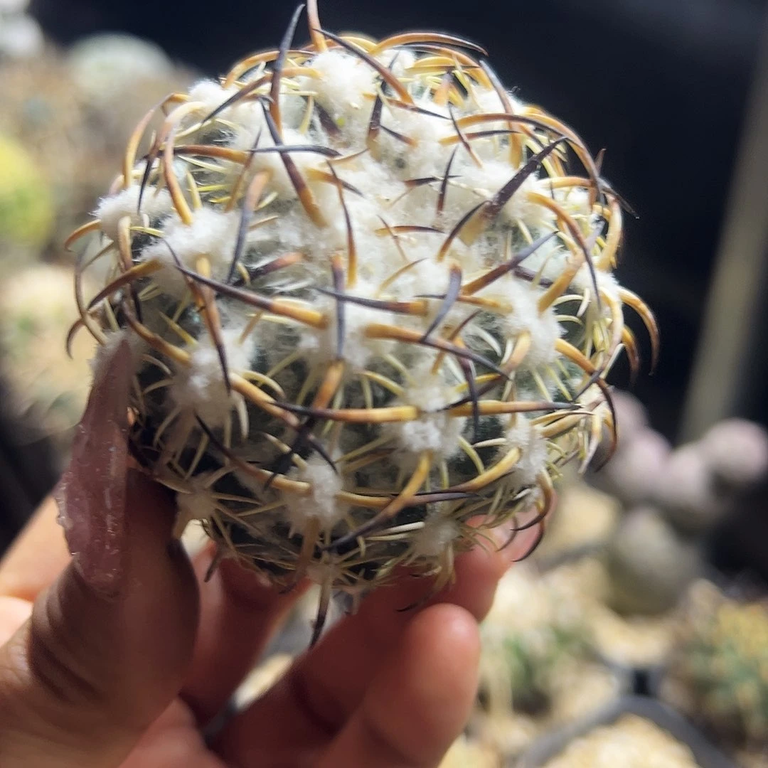 高绒钢钉仙人球11111111