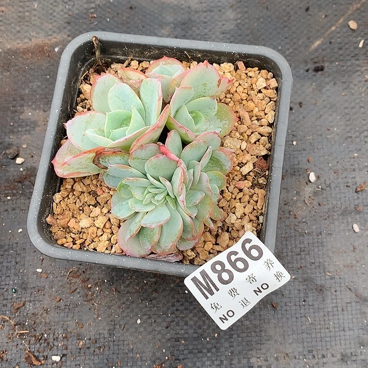 白玉兰朵朵 默认侧切 多肉植物9.25号左右发