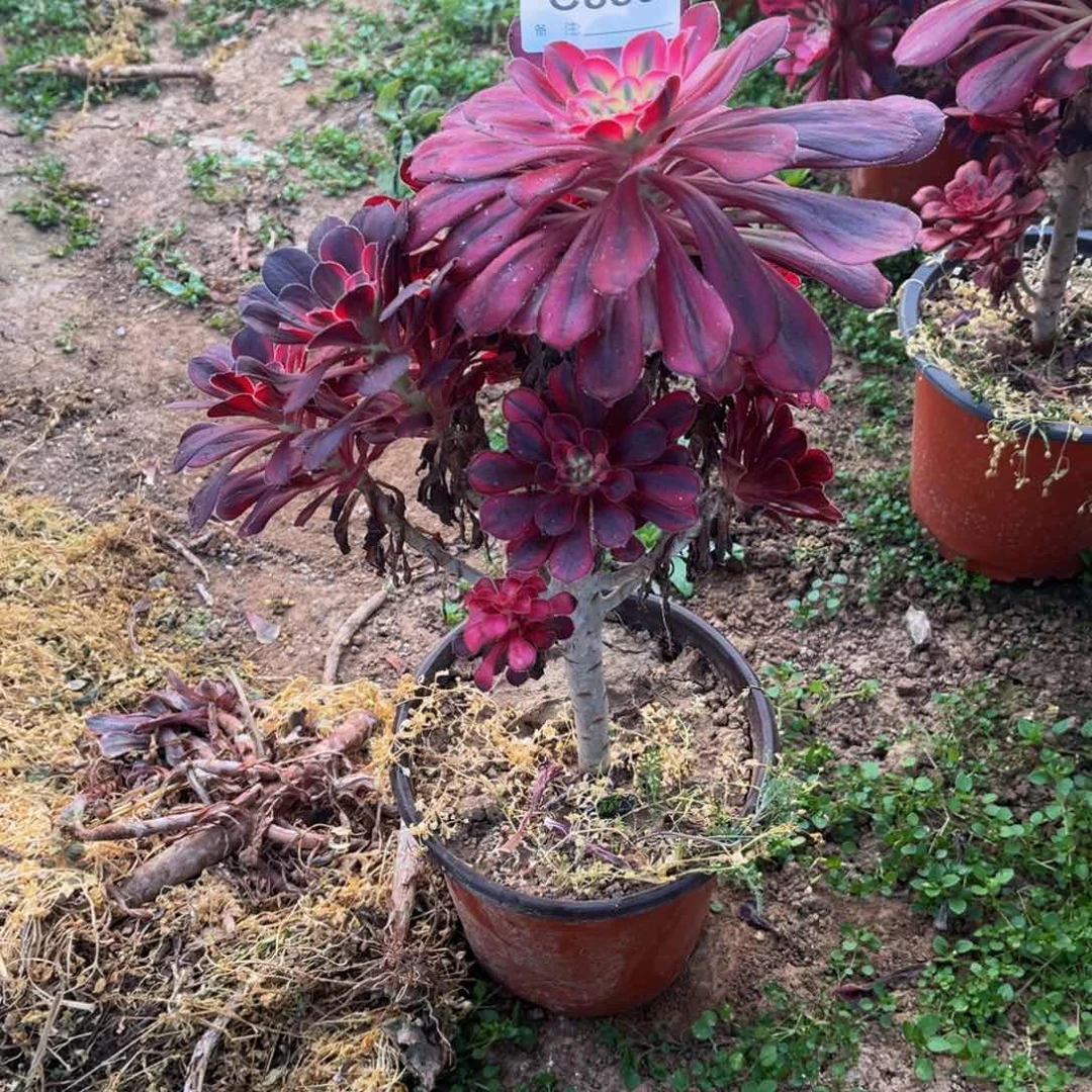 阿*多肉植物889香奈儿