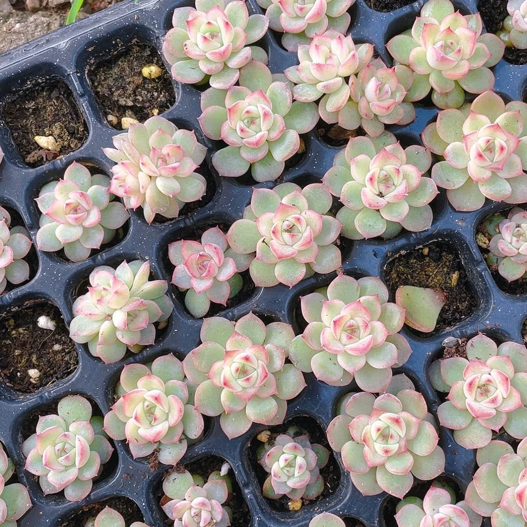 玉笛穴不包整一个满25包邮