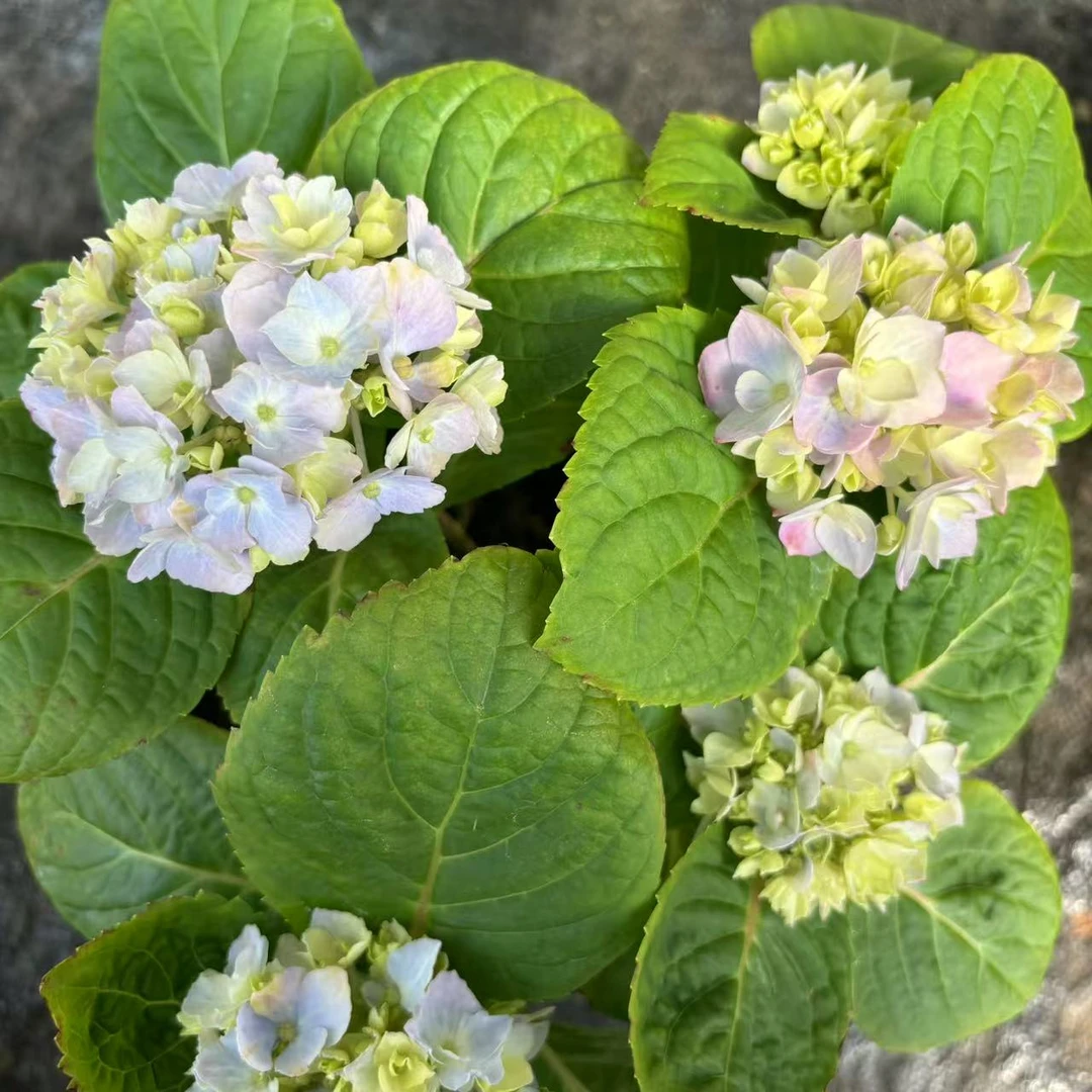 【花开啦】（无尽夏）已调蓝 室内室外地栽盆栽绣球居家阳台花卉