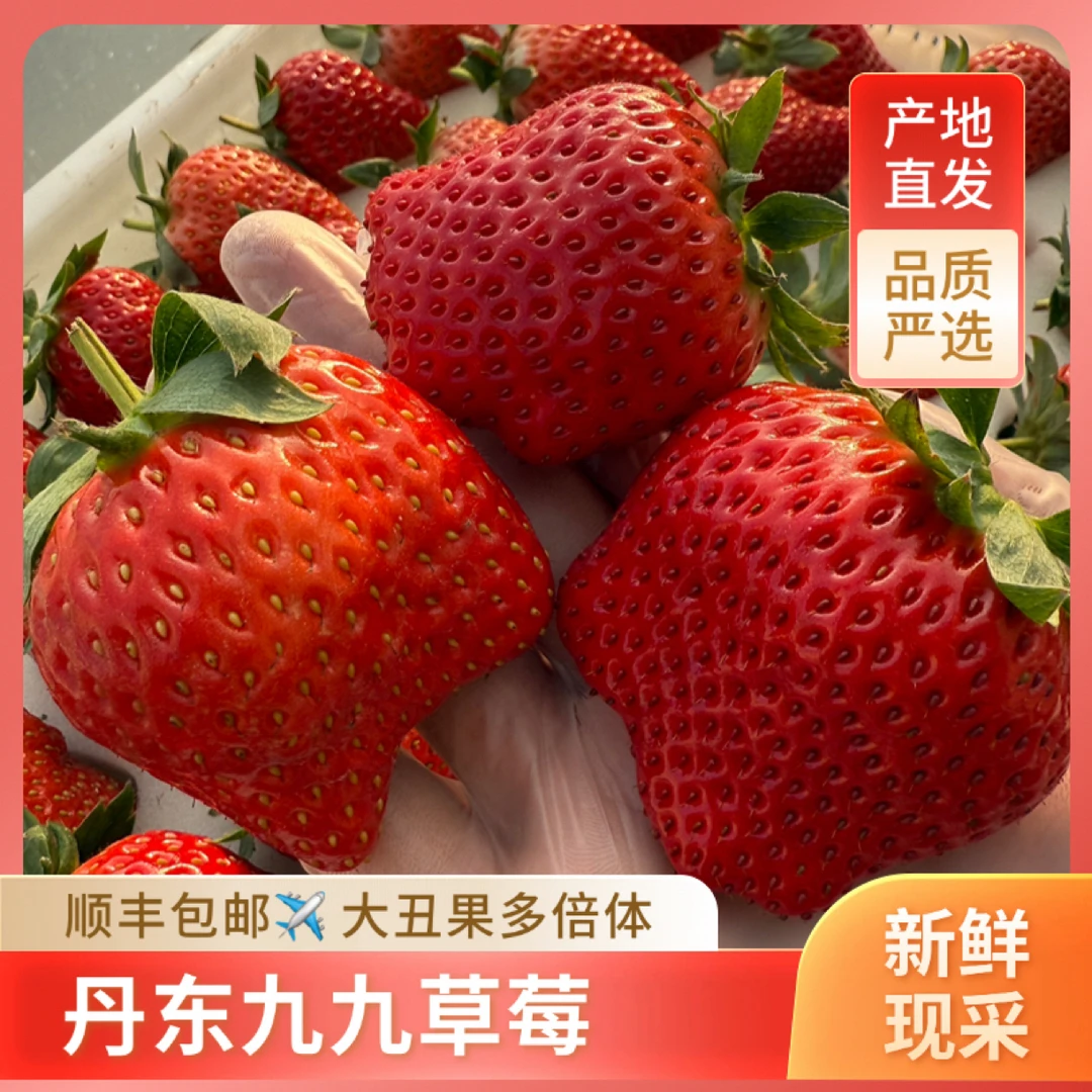 丹东九九草莓畸形果多倍体现摘现发顺丰空运包邮