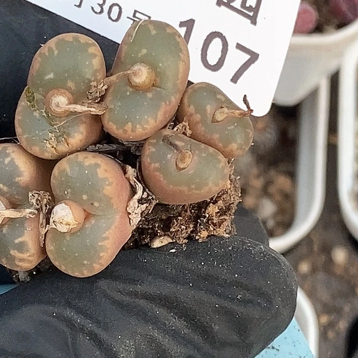 雪*胖桃喜花园0130-107勋章