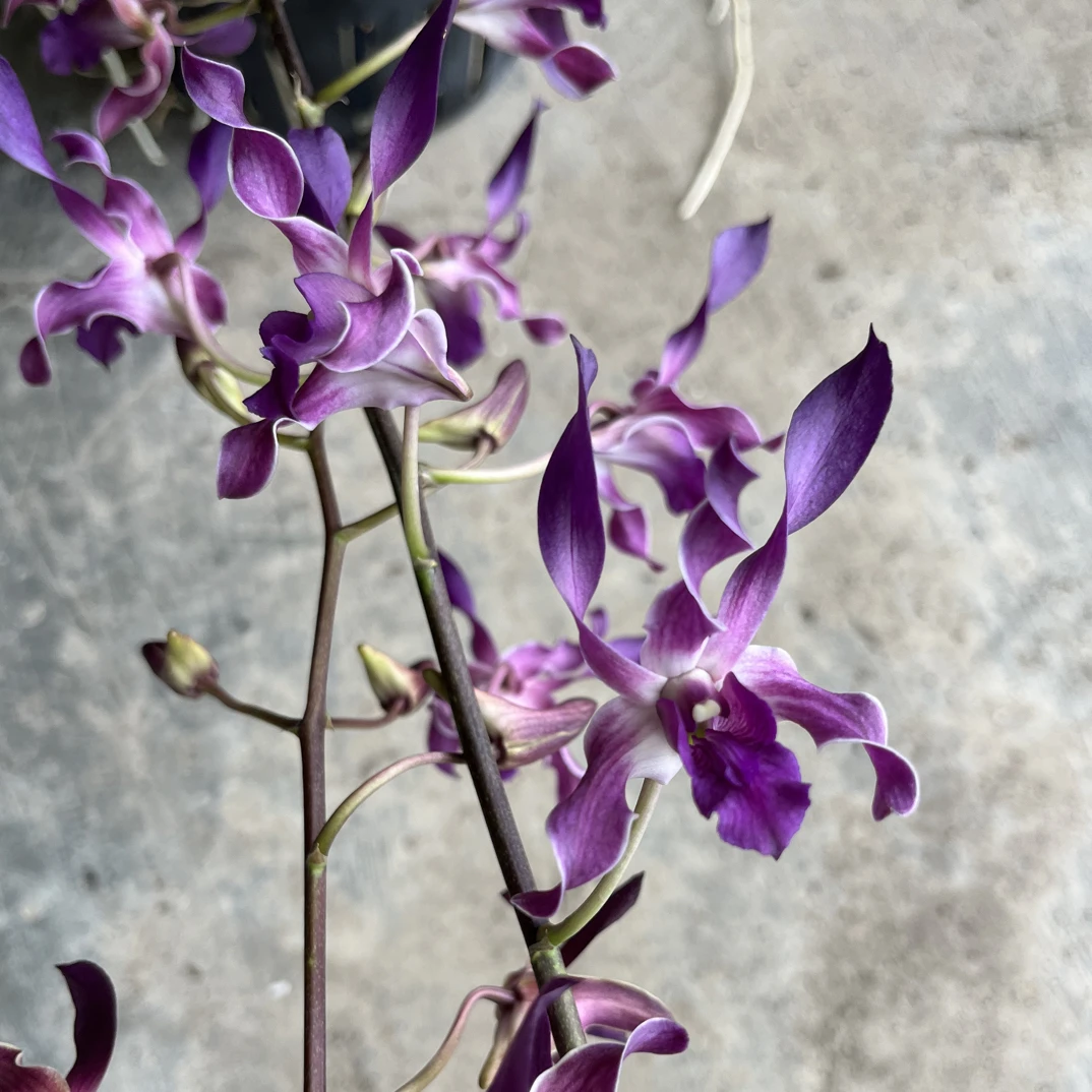 泰国进口秋石斛，花色如图，保品种，保花色，保苗