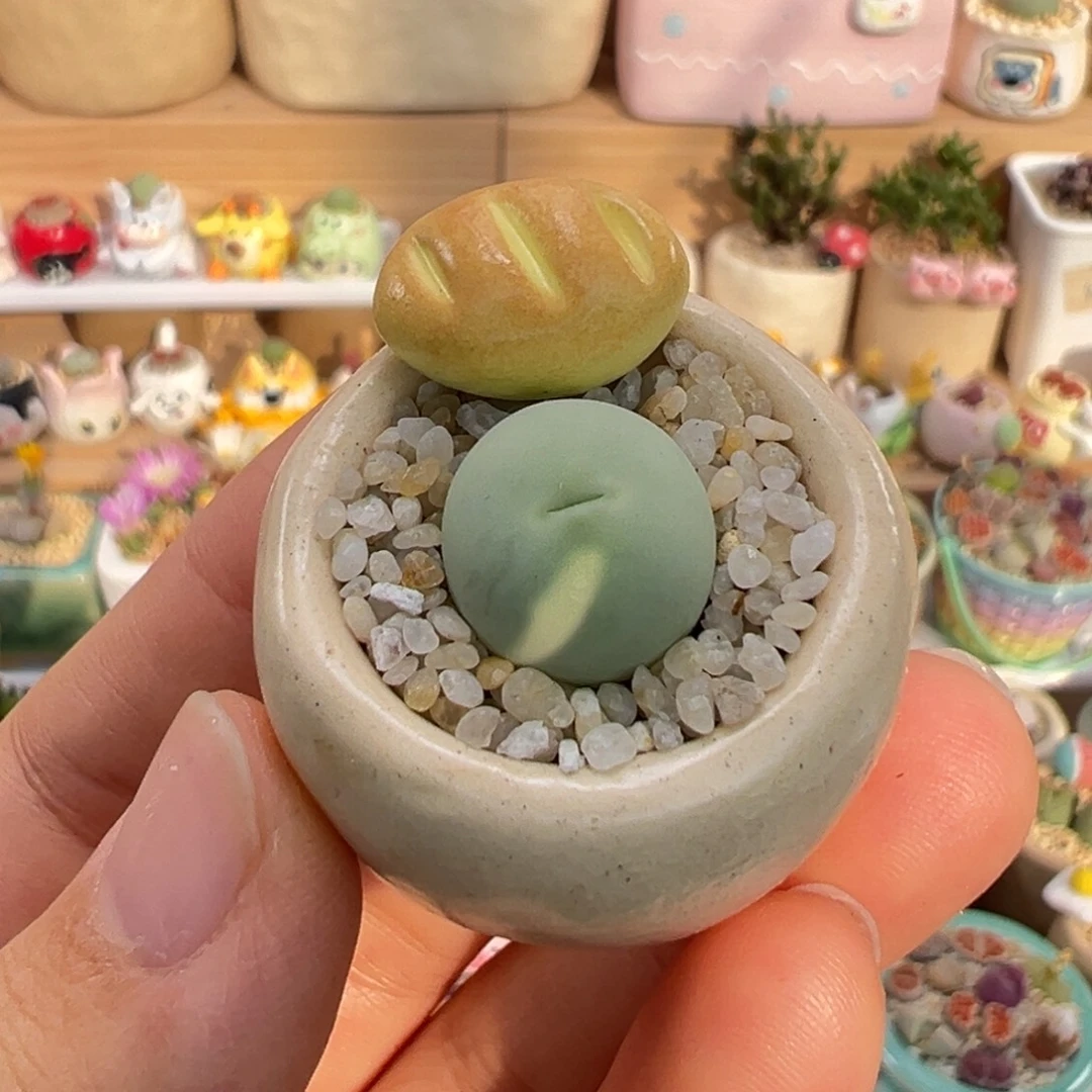 多肉植物27号鸽子蛋