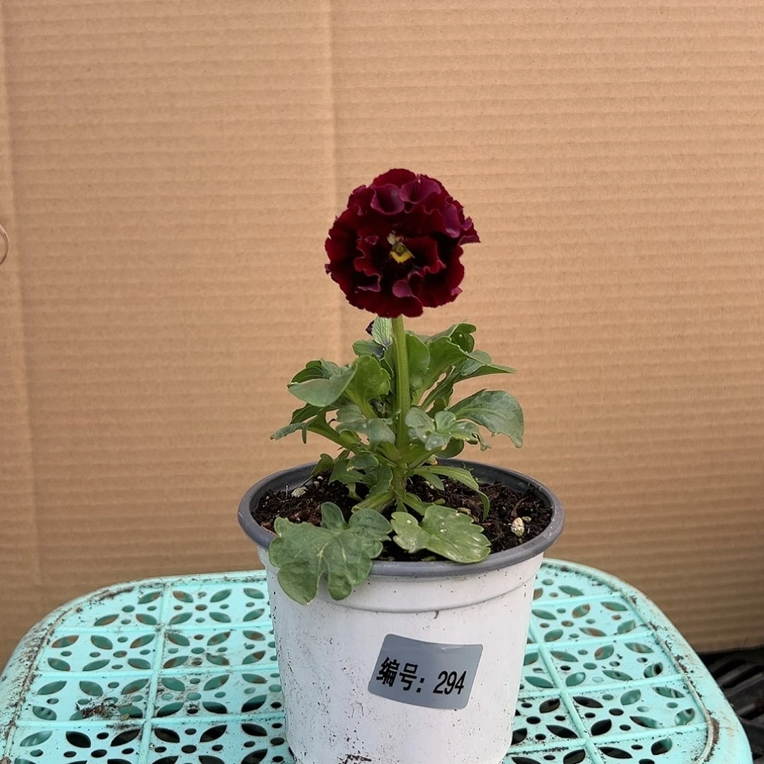 【闪购商品】完全开放294号