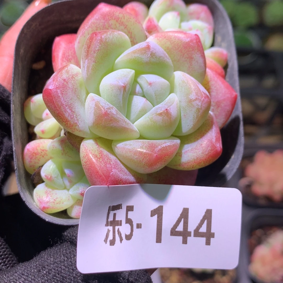 乐然 5-144 冰玉群