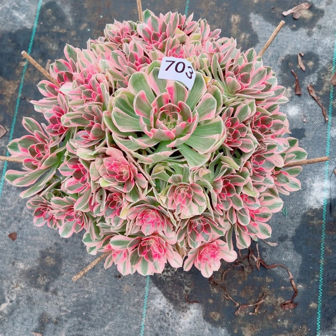 703花样年华法师多肉植物