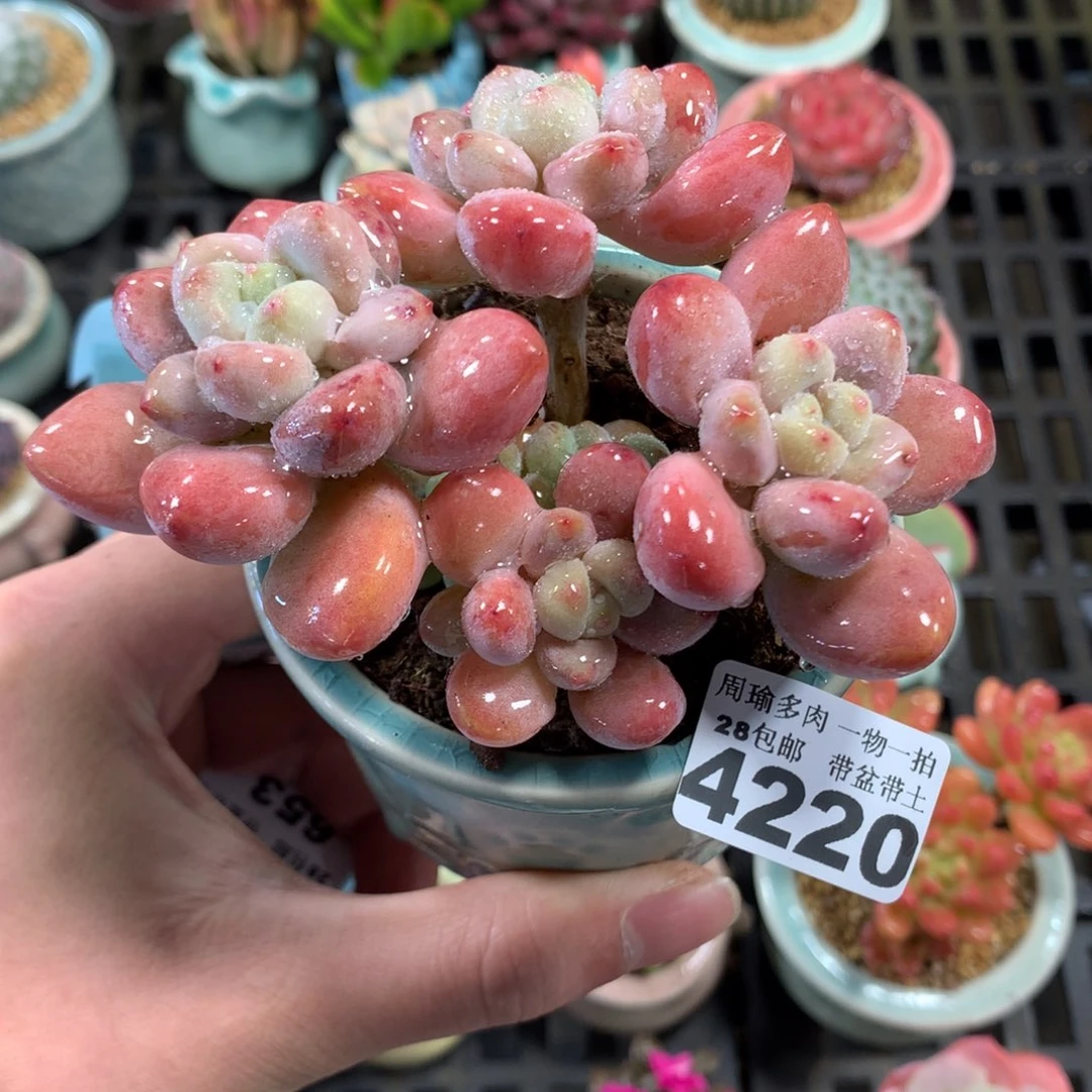 5厘米盆精控多肉4220