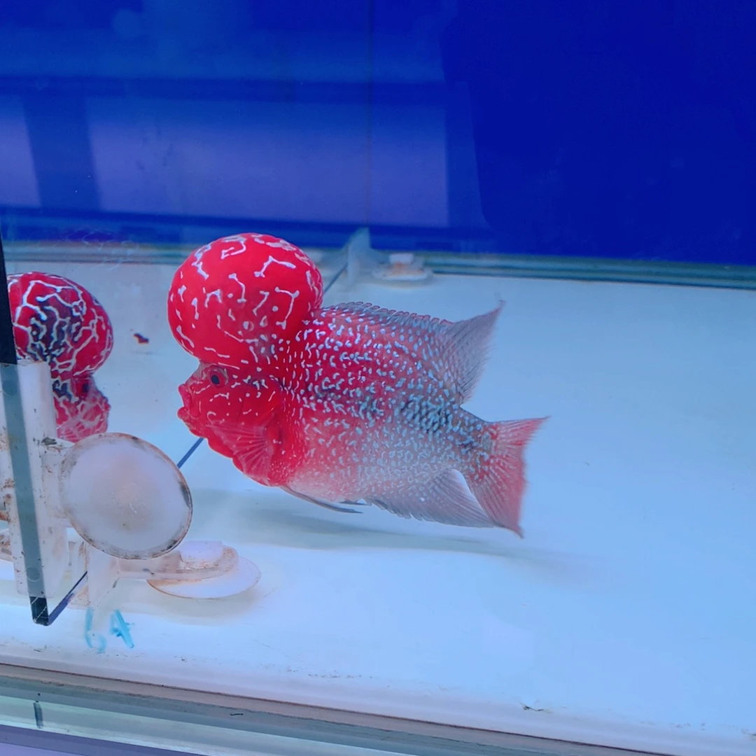 罗汉鱼L*直播间174