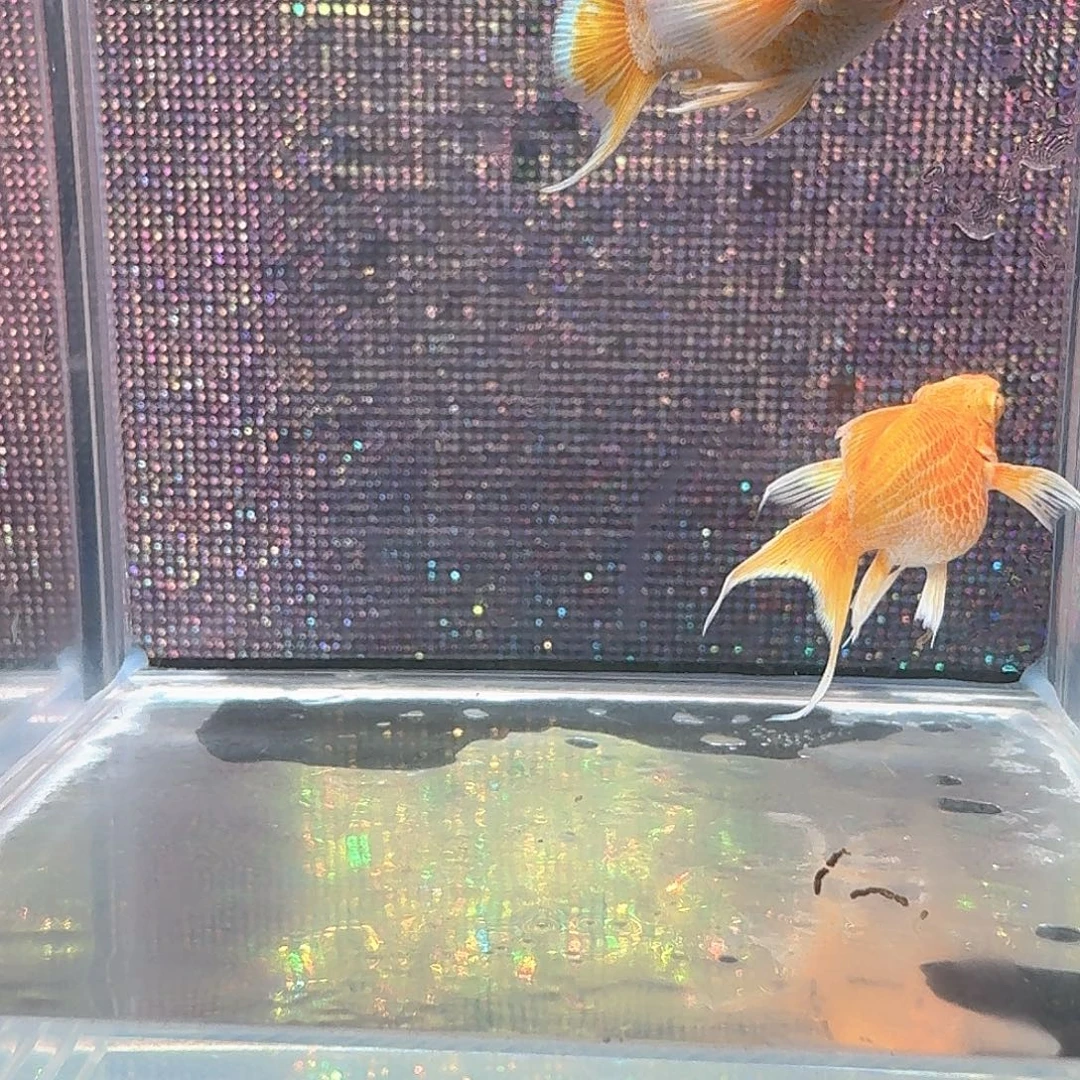 燕尾满钻眼黄金一对