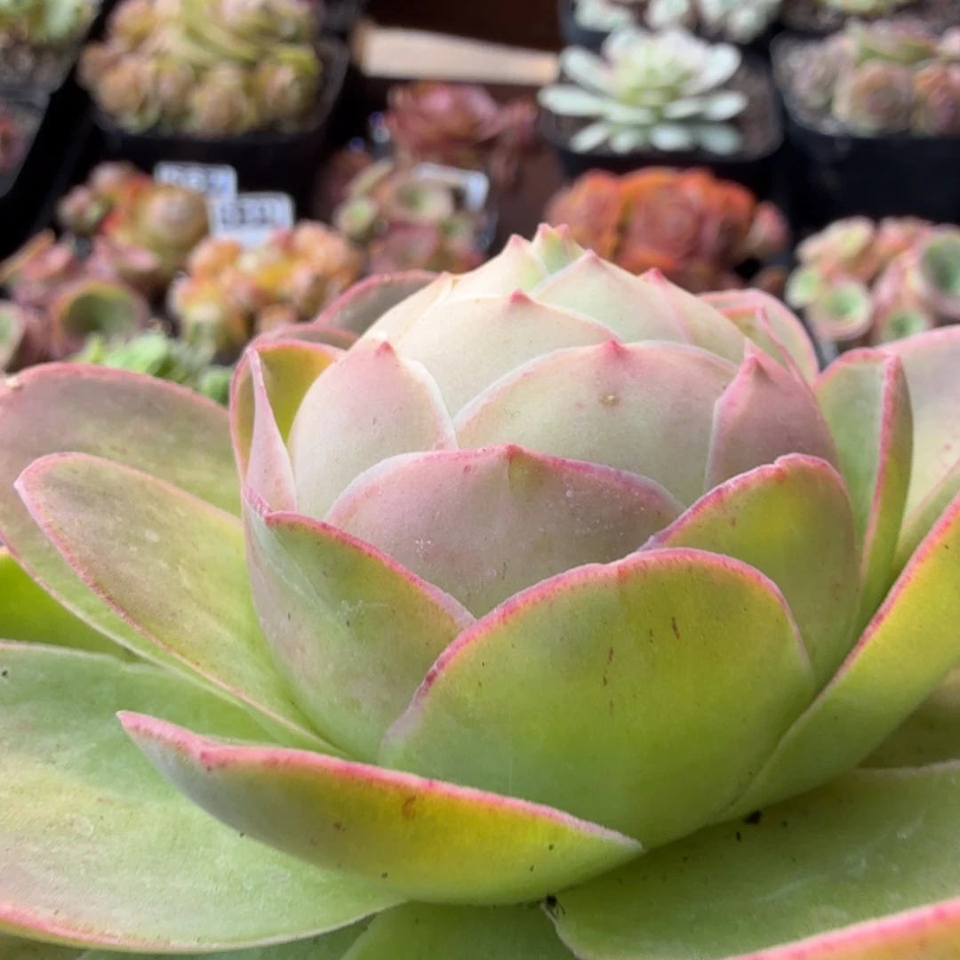 桃子473山地玫瑰