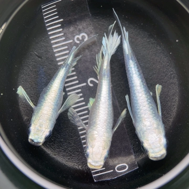 海水鱼天使17号青鳉
