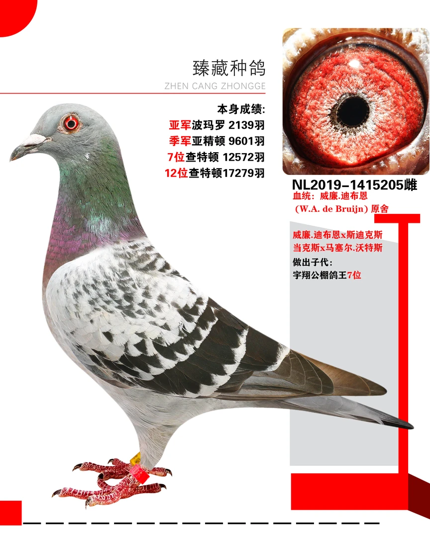 信鸽大鼻子鸽幼鸽原环种鸽赛鸽