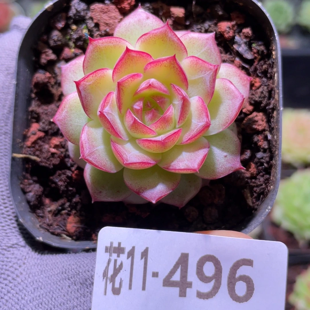 花利美11-496女王