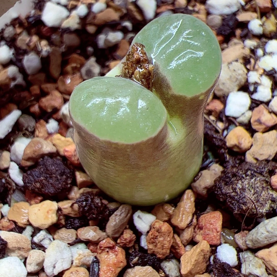 小**?114 优秀的肉肉32