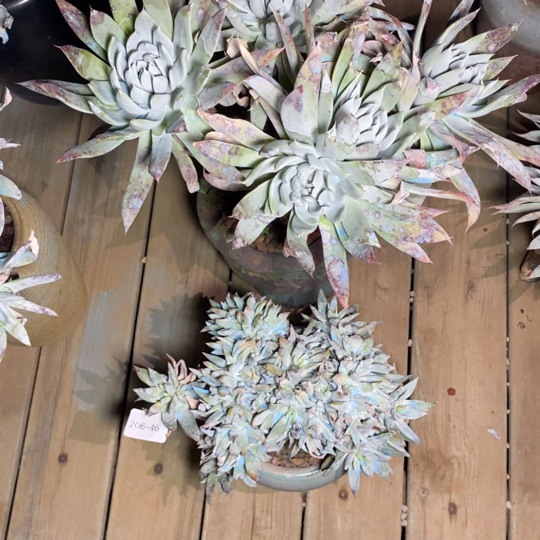 牛*46号两个组合福利啦