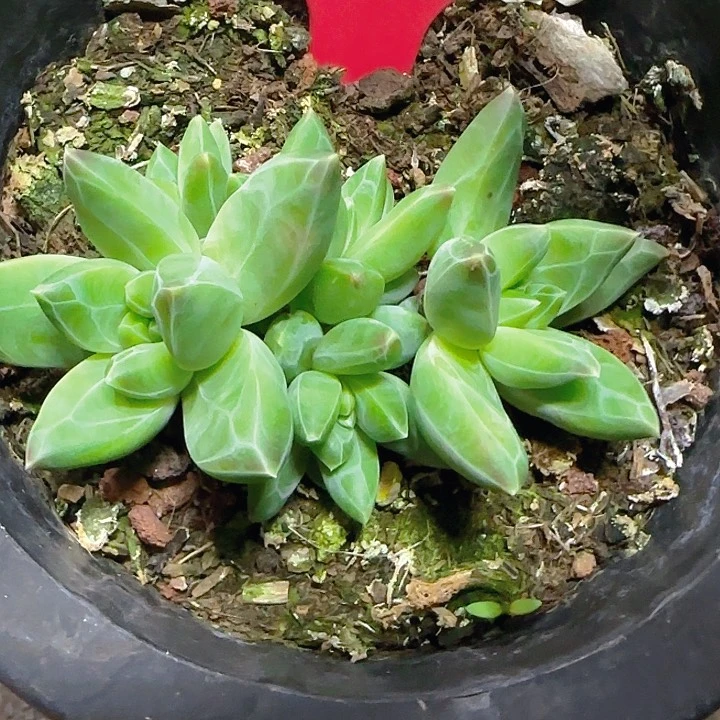 优选美人1034多肉植物