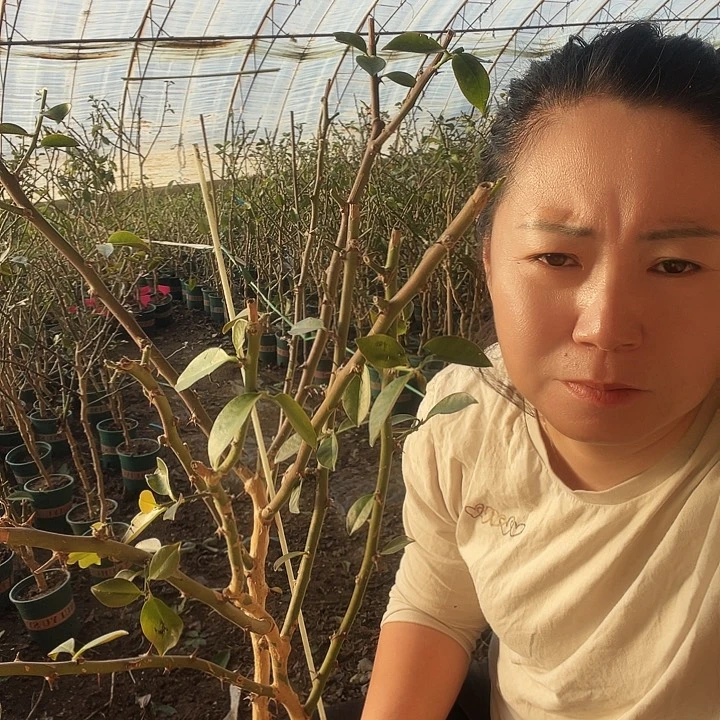 风**虹6-2叶仙两颗叶仙